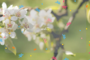 seo177
